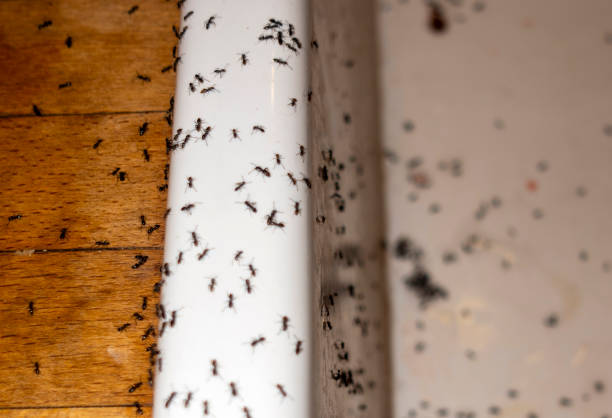 Best Spider Control Near Me  in Russell, PA