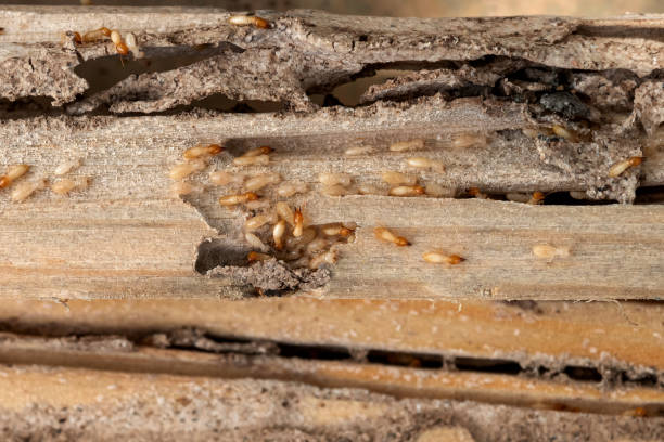 Best Wasp Removal Services  in Russell, PA